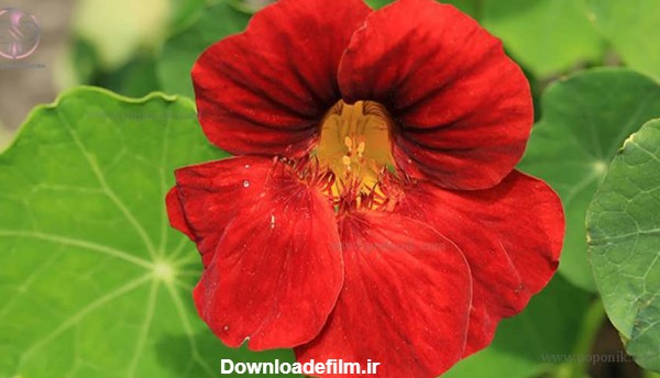 15 نوع از بهترین گل های لادن (عکس انواع گل لادن) - پوپونیک