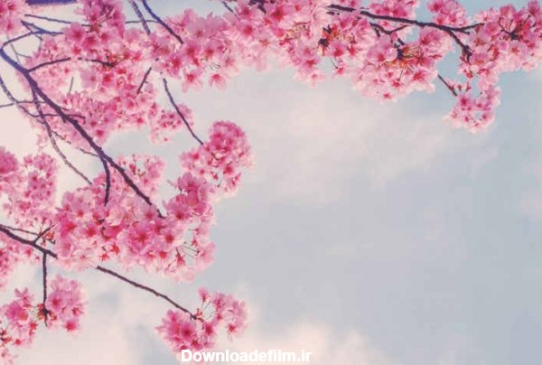 عکس پروفایل شکوفه های بهاری ❤️ [زیبا و چشم نواز]