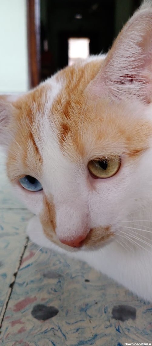 گربه چشم‌تابه‌تا - ویکی‌پدیا، دانشنامهٔ آزاد