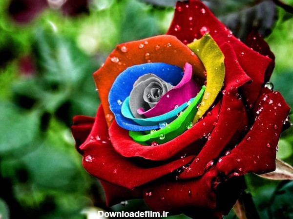 عکس های زیبا از گل های رنگارنگ