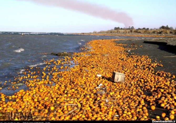 تبدیل شدن دریای خزر به زباله دان مرکبات سرما زده+عکس