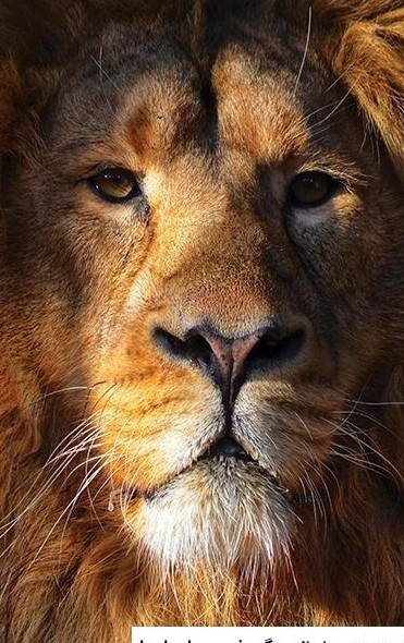 عکس شیر جنگجو