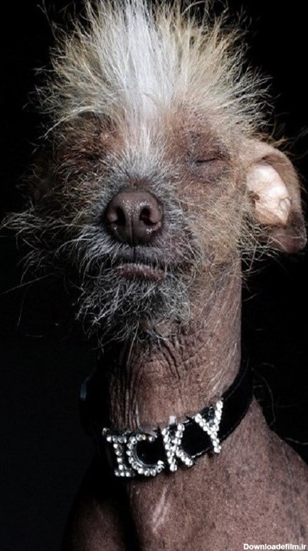 جشنواره «زشت ترین سگ دنیا» در سال 2015 + تصاویر - تسنیم