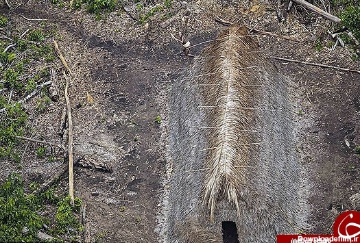 کشف قبیله آدم خوارها در جنگل های آمازون +تصاویر