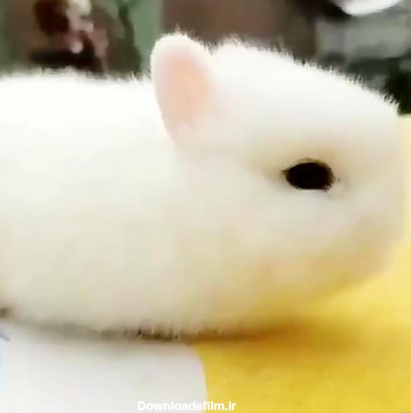 عکس خرگوش سفید کوچولو