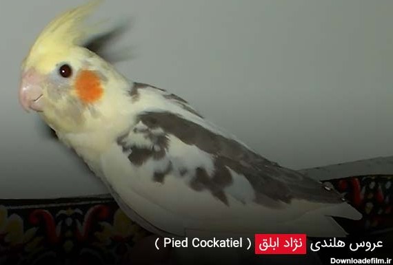 نژاد ابلق (  Pied Cockatiel ) - چیکن هچ