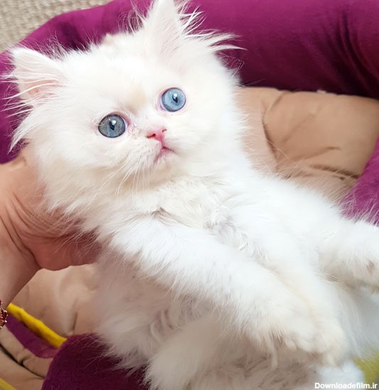فروش بچه گربه پرشین صورت عروسکی |بچه گربه سفید | فروشگاه پرشین کت