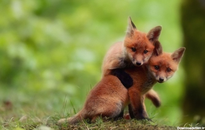 Cuteness overload. Baby fox brothers. : r/aww