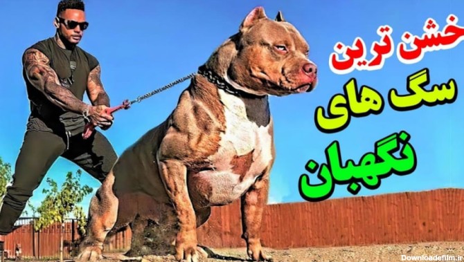 خشن ترین سگ های نگهبان در جهان