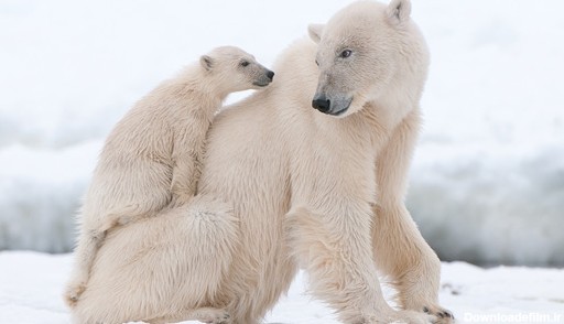 عکس خرس قطبی در برف و سرما با فرزندانش