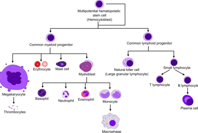 خونسازی و شناخت انواع سلول های خونی | ژنیران