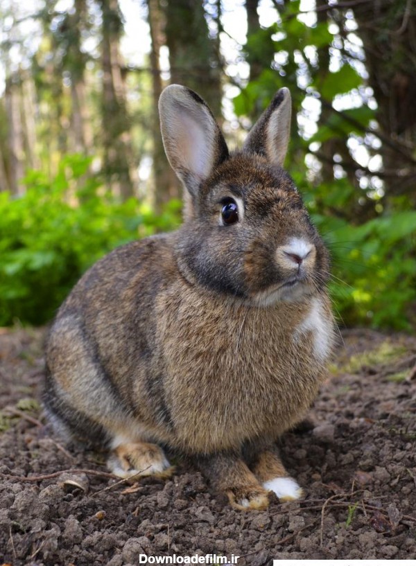 مجموعه عکس پارک جنگلی خرگوش دره (جدید)