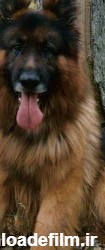 سگ ژرمن شپرد شولاین اصیل و مو بلند