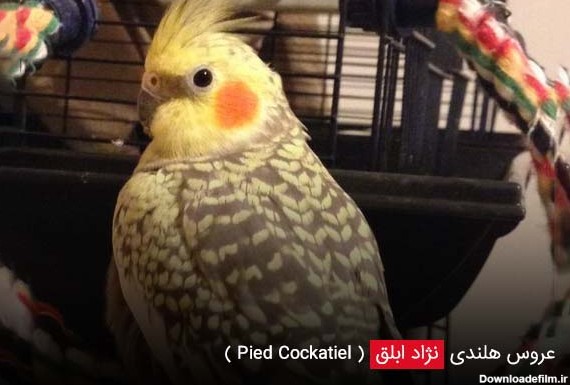 نژاد مروارید یا گلباقالی ( Pearl Cockatiel ) - چیکن دیوایس