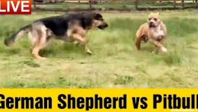 فیلم سگ های وحشی - ژرمن شپرد یک پیتبول را تربیت می کند!!!