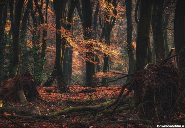 تصویر باکیفیت از جنگل و برگ های زرد پاییزی