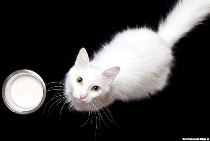 دانلود تصویر گربه سفید از نمای بالا