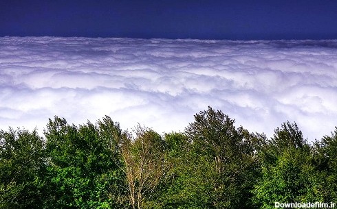 جنگل ابر رویای راه رفتن روی ابرها + تصاویر