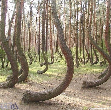 جنگل کاج که درخت‌هایش با زاویه قائمه رشد می‌کند! - خبرآنلاین