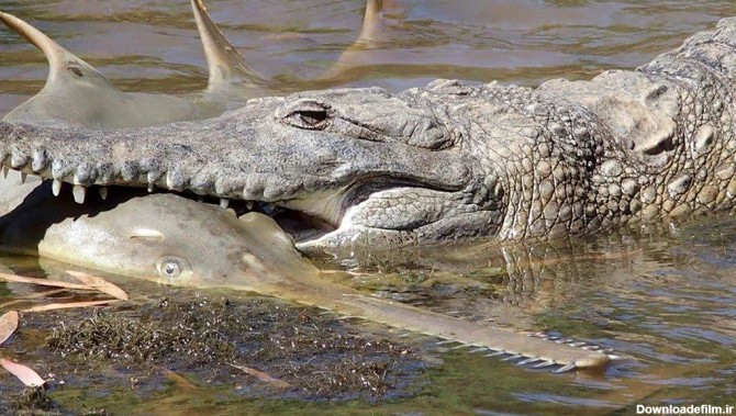 عکس: اره ماهی در دهان تمساح