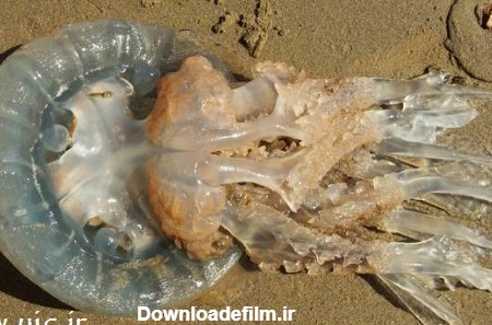 کشف عروس دریایی غول پیکر در ساحل- اخبار رسانه ها تسنیم | Tasnim