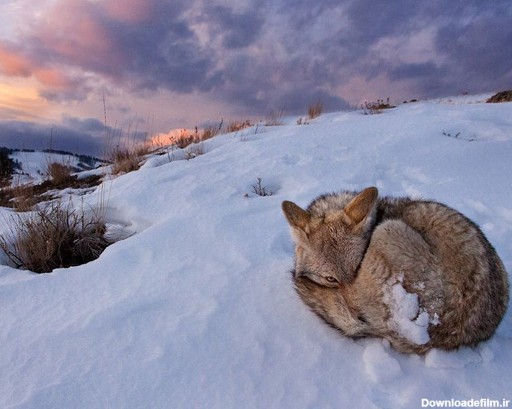 عکس زیبای روباه در برف