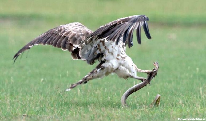 عکس های شگفت انگیز از شکار مار توسط عقاب | روزنو