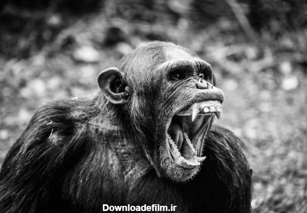 دانلود تصویر سیاه و سفید شامپانزه