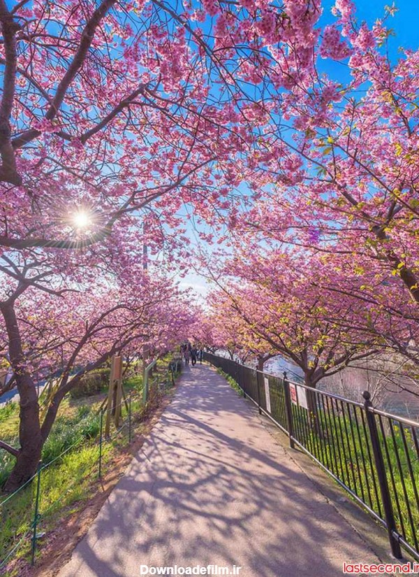 تصاویری از شکوفه های گیلاس زودهنگام در ژاپن | لست سکند