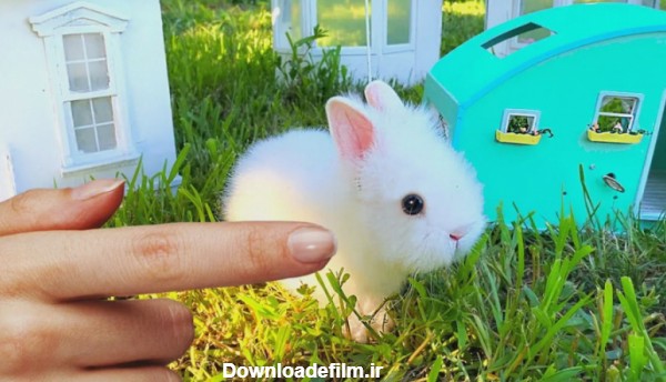 ساخت خانه جدید برای خرگوش - حیوان خانگی