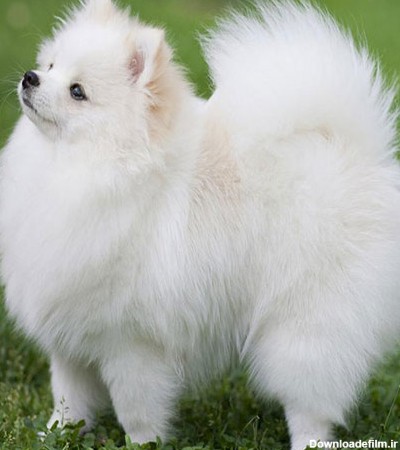 عکس سگ پشمالوی پاکوتاه سفید