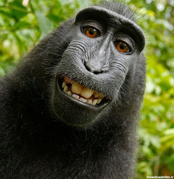 میمون سارق با موبایل دزدی از خودش سلفی گرفت | Euronews
