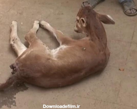 عکس‌العمل عجیب یک گاو پس از مریض شدن گوساله‌اش! +فیلم