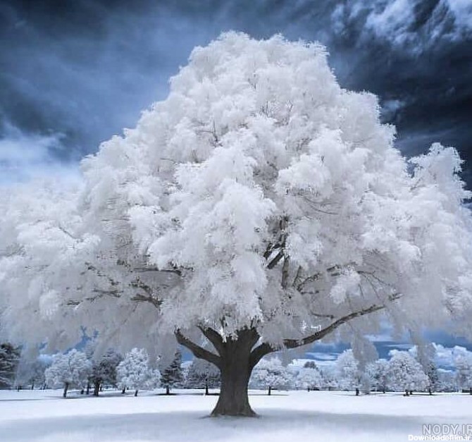 عکس طبیعت زمستان برای پروفایل