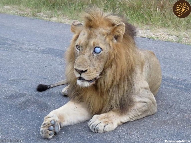 فرارو | (تصاویر) معمای دو شیر نر یک چشم در حیات وحش آفریقا