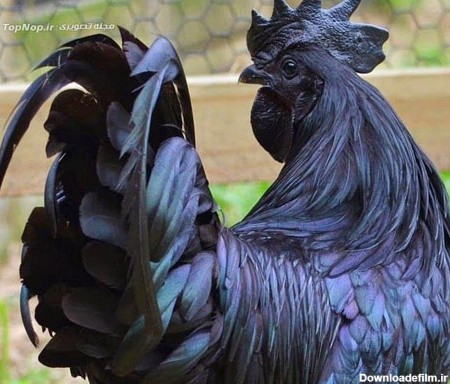 خروس سیاه، گونه ای نادر و زیبا +عکس