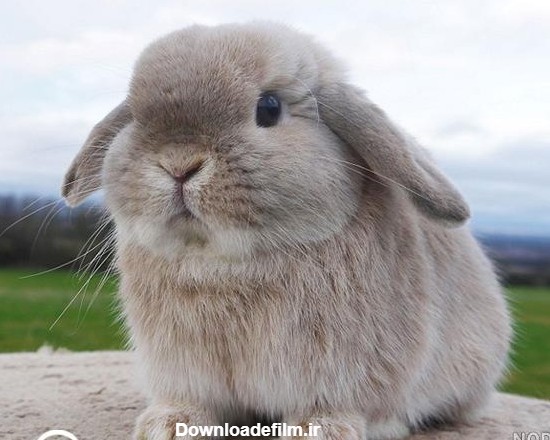 عکس خرگوش لوپ هلندی سفید