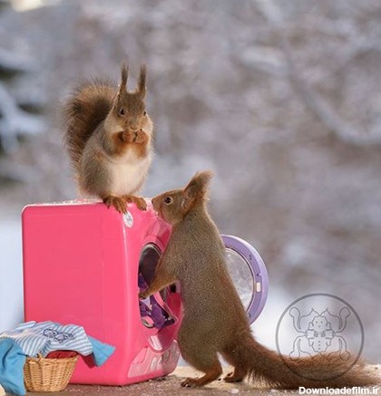 عکس های زیبا و جالب از زندگی سنجابها