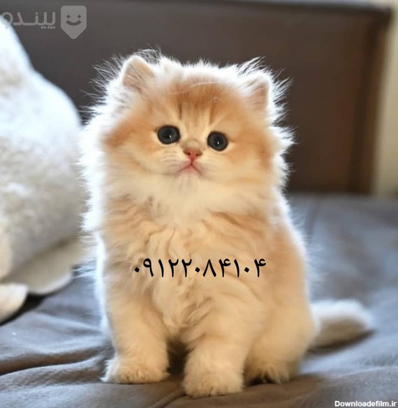 عکس بچه گربه ایرانی