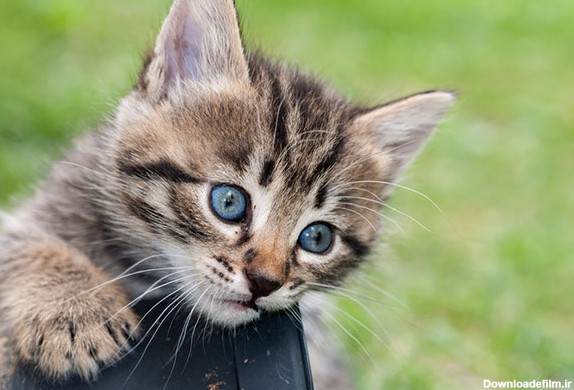 ۷ حقیقت جالب در مورد رنگ چشم های گربه-@ITPetnet