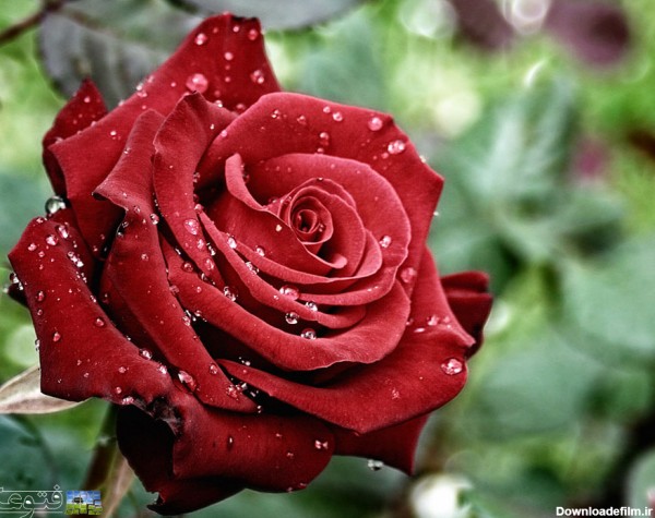 قطرات شبنم روی گل رز سرخ watter drops on rose