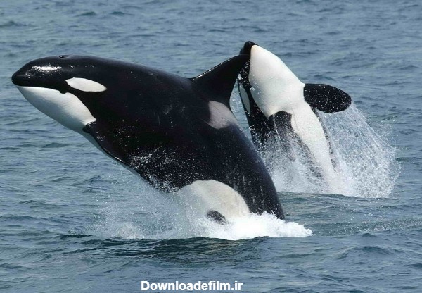 نهنگ قاتل - ویکی‌پدیا، دانشنامهٔ آزاد