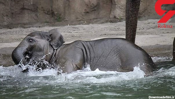 عزاداری در باغ وحش به خاطر مرگ بچه فیل محبوب/ عکس - خبرآنلاین