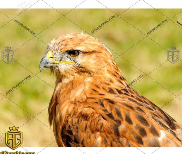 عکس عقاب نارنجی رایگان مناسب برای چاپ و طراحی با رزو 300 - شاتر استوک عقاب - عکس با کیفیت عقاب - تصویر عقاب - شاتراستوک عقاب