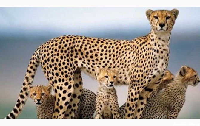 خبر خوش ؛ مشاهده خانواده پرجمعیت یوزپلنگ آسیایی در سمنان ...