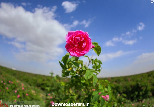 مشرق نیوز - عکس/ برداشت گل محمدی در قم
