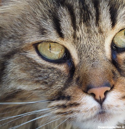 عکس گربه قهوه ای از نمای نزدیک با چشمان سبز رنگ