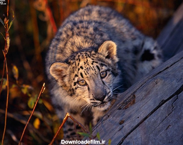 دانلود عکس حیوانات زیبا با کیفیت بالا