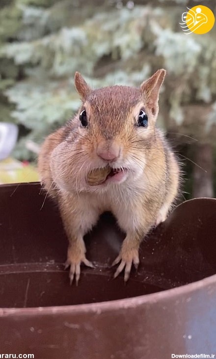 عکس سنجاب های بامزه