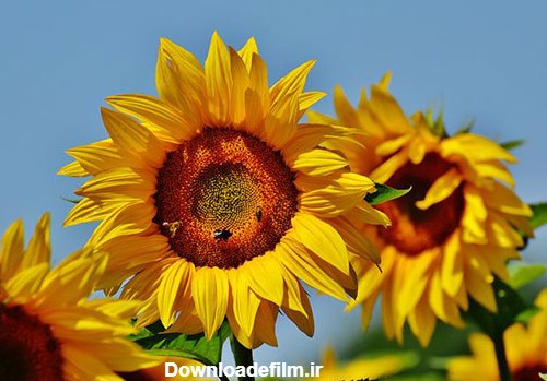 عکس های زیبا از گل های آفتابگردان رویایی در طبیعت